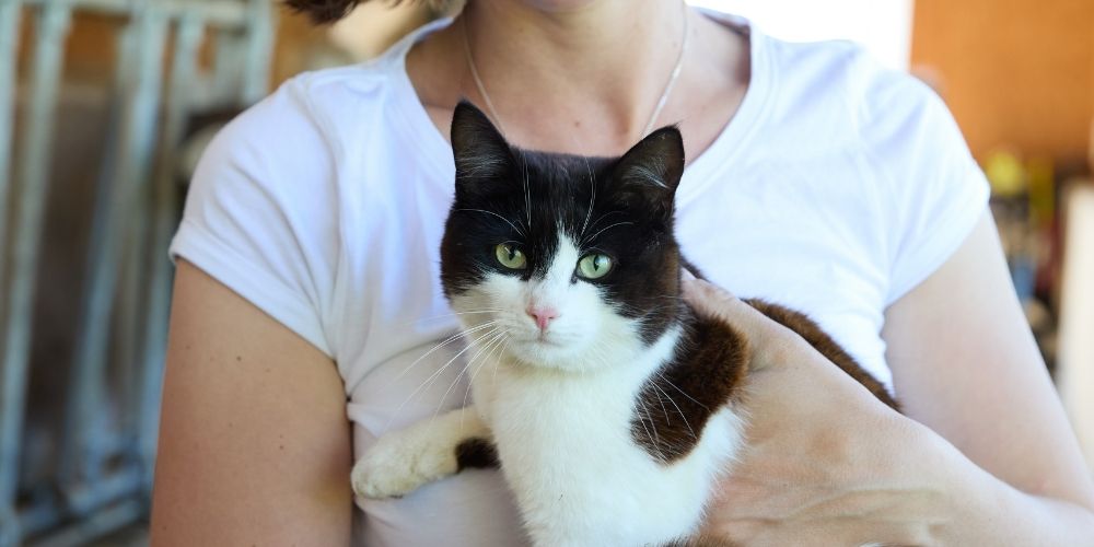 Hofkatze auf dem Ferienhof Eger im Allgäu – tierische Begleiter beim Bauernhofurlaub