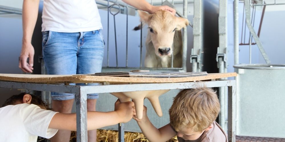 Kinder lernen das Melken einer Kuh auf dem Ferienhof Eger – echtes Bauernhoferlebnis für Familien