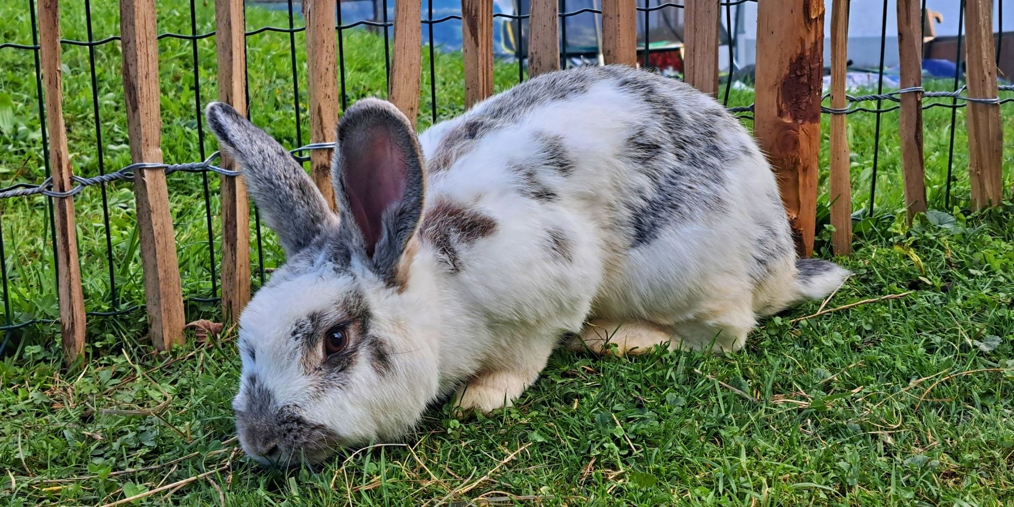 Kaninchen auf dem Ferienhof Eger – Tiere erleben beim Bauernhofurlaub mit Kindern