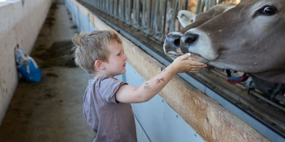 Kind füttert eine Kuh auf dem Ferienhof Eger und erlebt echten Bauernhofurlaub im Allgäu