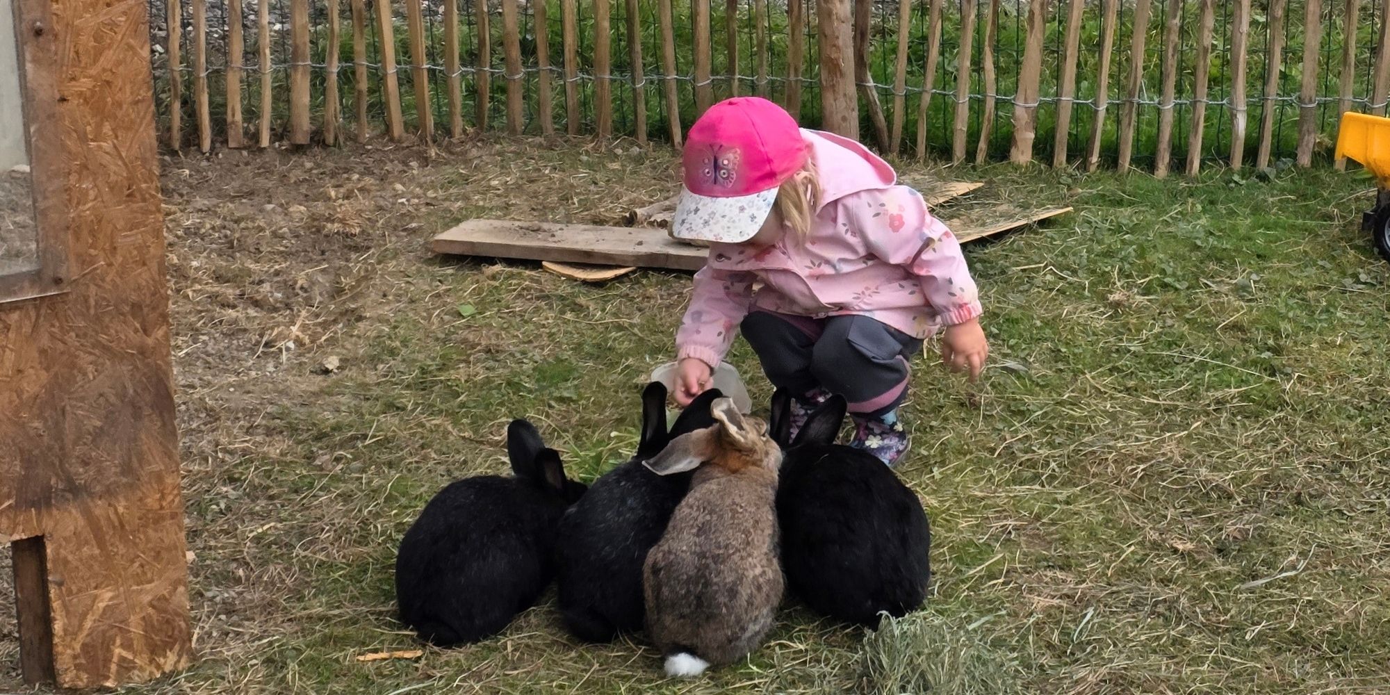Kind füttert Kaninchen auf dem Ferienhof Eger – Bauernhofurlaub mit Tieren für Kinder